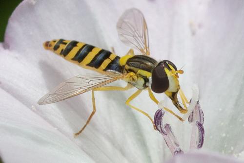 Réf. 327 547 : Sphaerophoria sp.